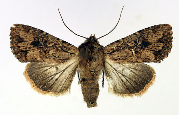 /filer/webapps/moths/media/images/M/madensis_Mythimna_AF_Aulombard.jpg