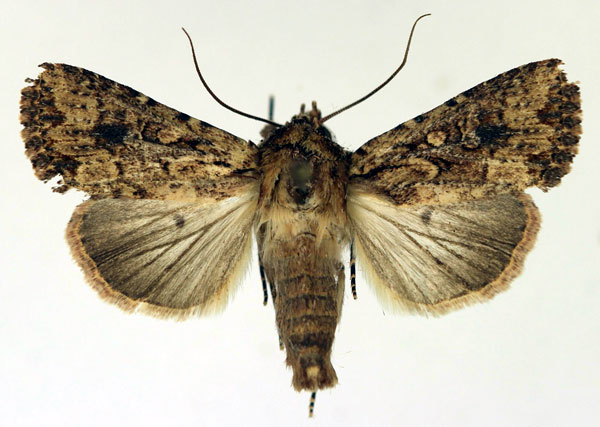 /filer/webapps/moths/media/images/M/madensis_Mythimna_AM_Aulombard.jpg