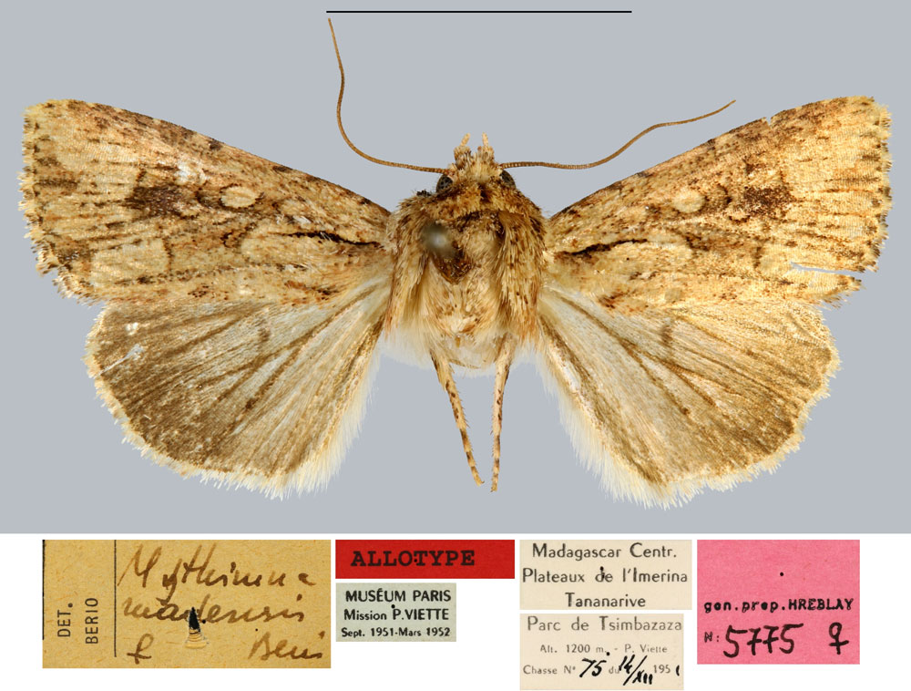 /filer/webapps/moths/media/images/M/madensis_Mythimna_AT_MNHN.jpg
