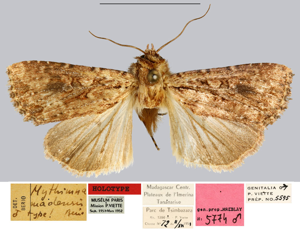 /filer/webapps/moths/media/images/M/madensis_Mythimna_HT_MNHN.jpg