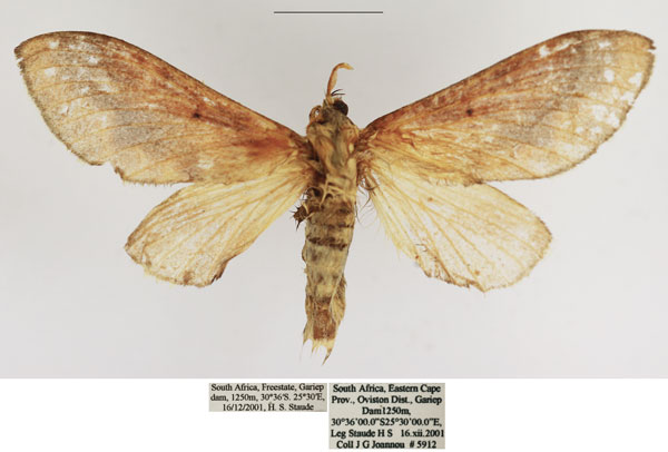 /filer/webapps/moths/media/images/M/madibirense_Streblote_AF_TMSA.jpg