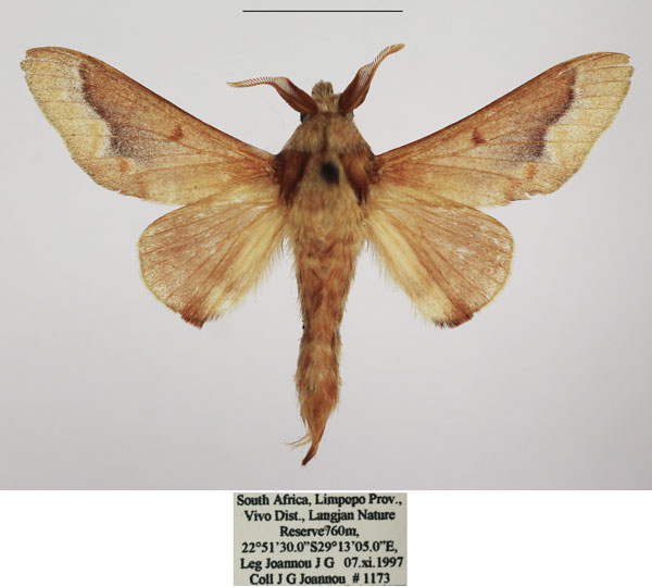/filer/webapps/moths/media/images/M/madibirense_Streblote_AM_TMSA_01.jpg