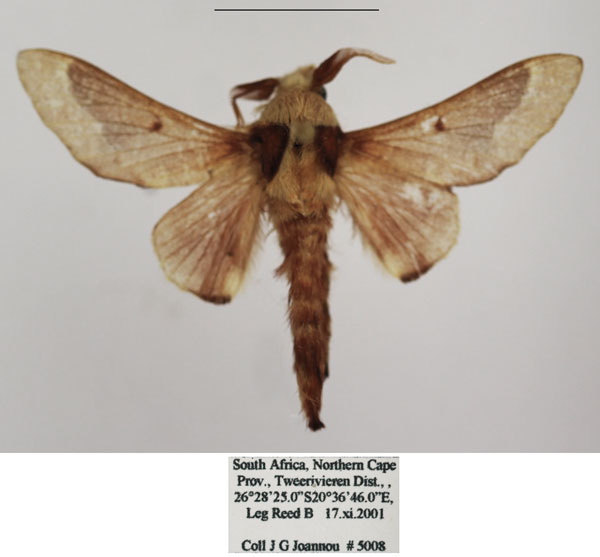 /filer/webapps/moths/media/images/M/madibirense_Streblote_AM_TMSA_02.jpg