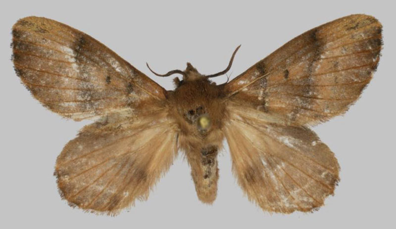 /filer/webapps/moths/media/images/M/madisonellafriend_Rhynchobombyx_HT_USTTB.jpg