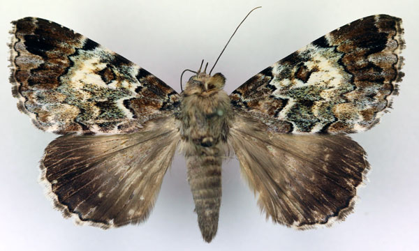 /filer/webapps/moths/media/images/M/maeandrica_Tolna_A_RMCA.jpg