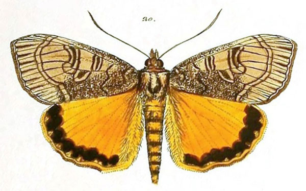 /filer/webapps/moths/media/images/M/maenas_Aegocera_HT_Herrich-Schaffer_20.jpg