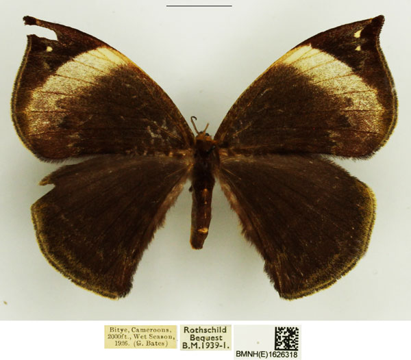 /filer/webapps/moths/media/images/M/maeonia_Drepanojana_AF_NHMUK.jpg