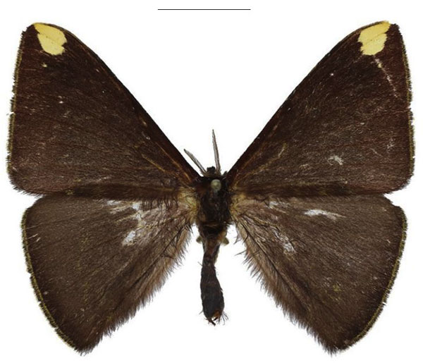 /filer/webapps/moths/media/images/M/maeonia_Drepanojana_AM_ANHRT.jpg