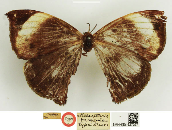 /filer/webapps/moths/media/images/M/maeonia_Melanthris_HT_NHMUK_ZeyJMka.jpg