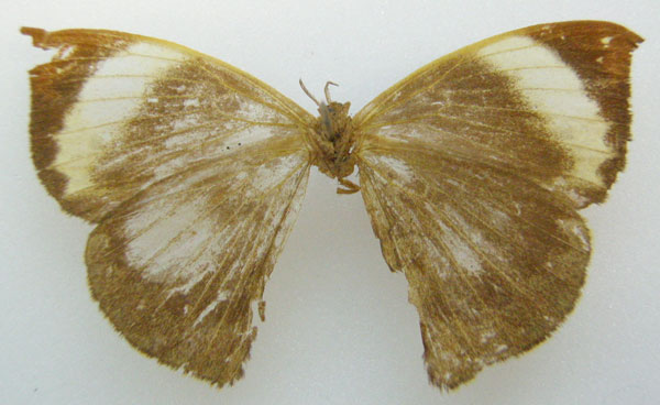 /filer/webapps/moths/media/images/M/maeonia_Melanthris_HT_NHMUKb.jpg