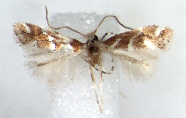 /filer/webapps/moths/media/images/M/maererei_Phyllonorycter_HT_RMCA.jpg