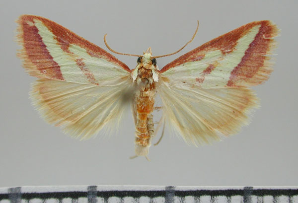 /filer/webapps/moths/media/images/M/maesi_Emprepes_HT_TMSA.jpg
