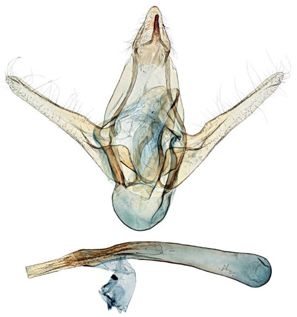 /filer/webapps/moths/media/images/M/maesi_Ptychopseustis_GMPT_ABSRC.jpg