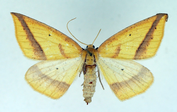 /filer/webapps/moths/media/images/M/maeviaria_Epigynopteryx_AF_TMSA_01.jpg