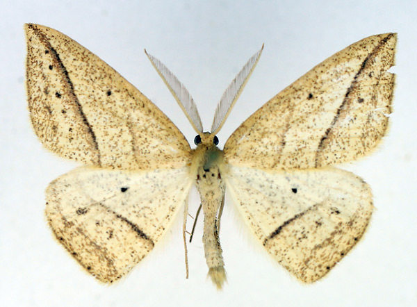 /filer/webapps/moths/media/images/M/maeviaria_Epigynopteryx_AM_TMSA_02.jpg