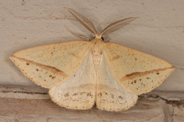 /filer/webapps/moths/media/images/M/maeviaria_maeviaria_Epigynopteryx_M_Heyns_01.jpg