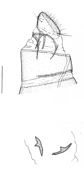 /filer/webapps/moths/media/images/M/magalismontani_Phyllocnistis_GF_Triberti-etal_2024_44.jpg