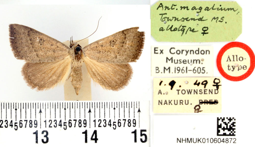 /filer/webapps/moths/media/images/M/magalium_Antarchaea_AT_BMNH.jpg