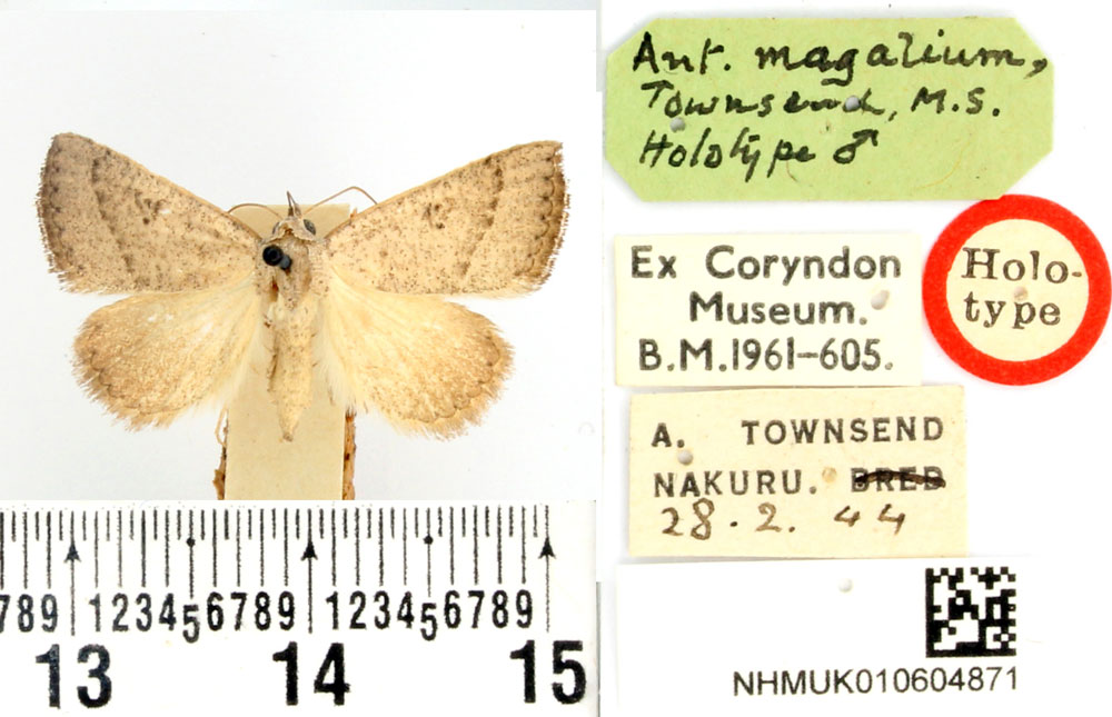 /filer/webapps/moths/media/images/M/magalium_Antarchaea_HT_BMNH.jpg