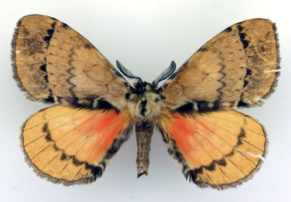 /filer/webapps/moths/media/images/M/magambana_Murphyana_AM_Basquin.jpg