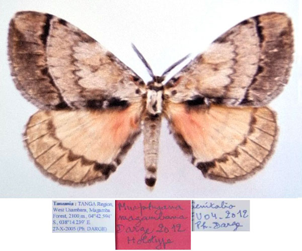 /filer/webapps/moths/media/images/M/magambana_Murphyana_HT_Dargea.jpg
