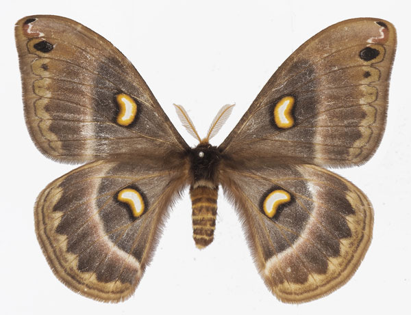 /filer/webapps/moths/media/images/M/magdalena_Epiphora_AF_Basquin.jpg