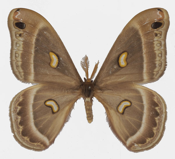 /filer/webapps/moths/media/images/M/magdalena_Epiphora_AM_Basquina.jpg