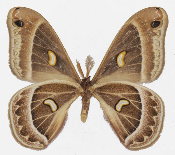 /filer/webapps/moths/media/images/M/magdalena_Epiphora_AM_Basquinb.jpg