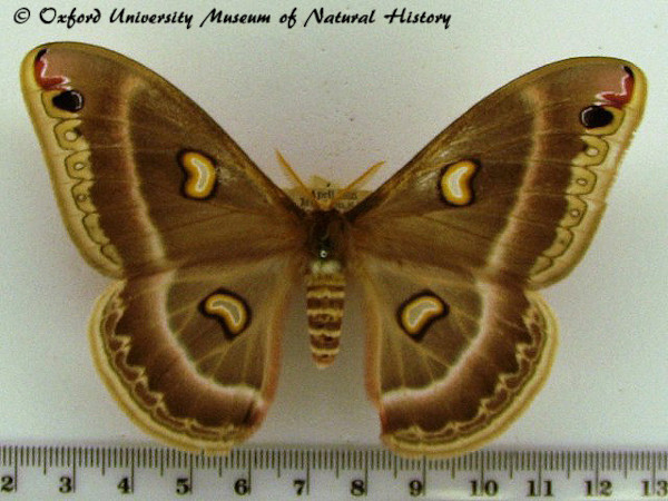 /filer/webapps/moths/media/images/M/magdalena_Epiphora_A_OUMNH_01.jpg
