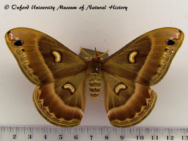 /filer/webapps/moths/media/images/M/magdalena_Epiphora_A_OUMNH_02.jpg