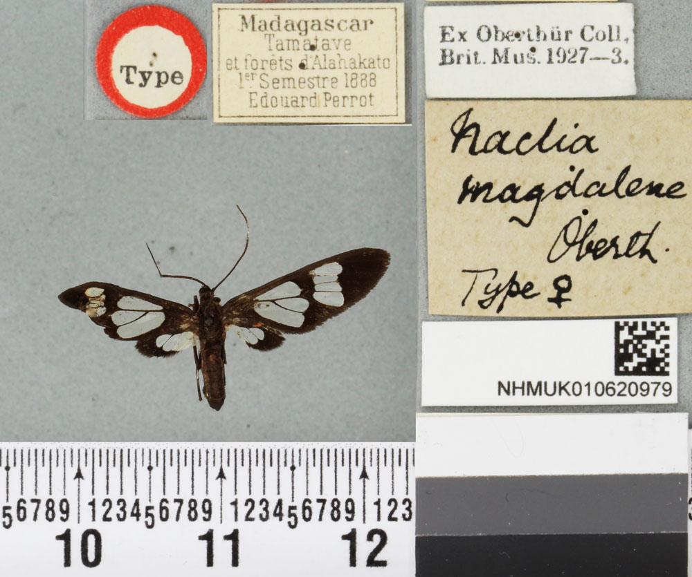 /filer/webapps/moths/media/images/M/magdalene_Naclia_LT_BMNHa.jpg