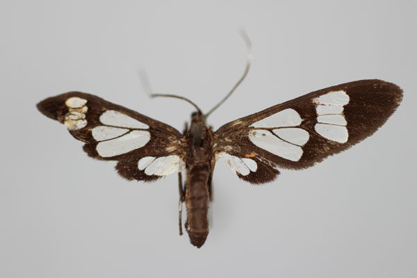 /filer/webapps/moths/media/images/M/magdalene_Vitronaclia_LT_BMNH.jpg