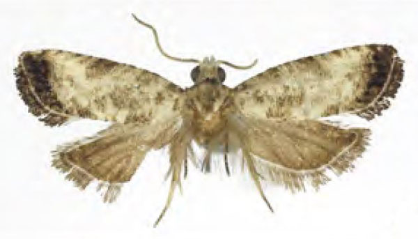 /filer/webapps/moths/media/images/M/magdalina_Melanodaedala_HT_RMCA.jpg