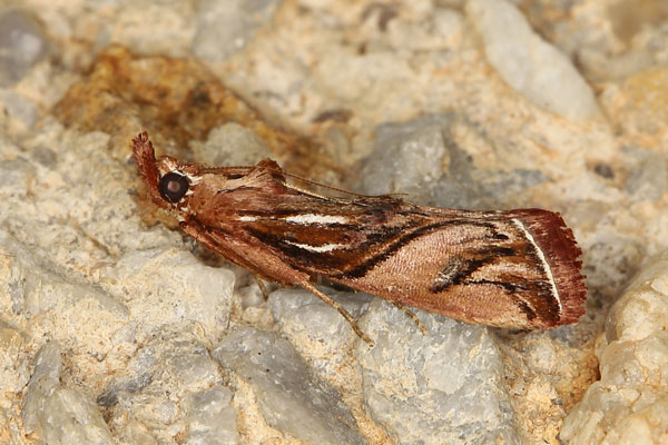 /filer/webapps/moths/media/images/M/magella_Trachypteryx_A_Heynsb.jpg