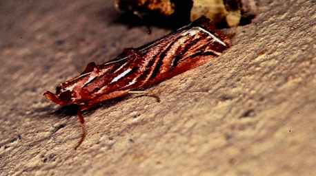 /filer/webapps/moths/media/images/M/magella_Trachypteryx_A_Roland_07.jpg
