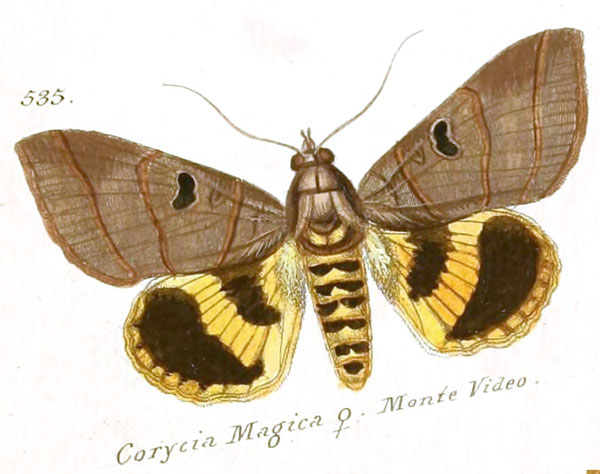 /filer/webapps/moths/media/images/M/magica_Corycia_HT_Hubner_93-535.jpg