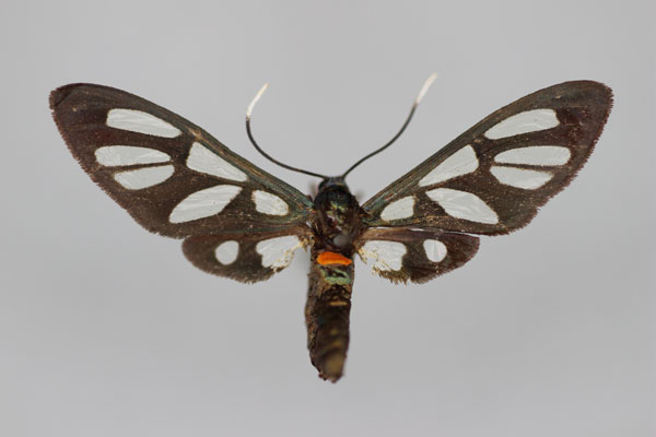 /filer/webapps/moths/media/images/M/magilensis_Amata_HT_BMNH.jpg