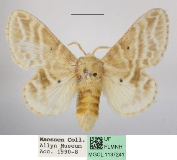 /filer/webapps/moths/media/images/M/magna_Eucraera_AF_MGCLa_01.JPG