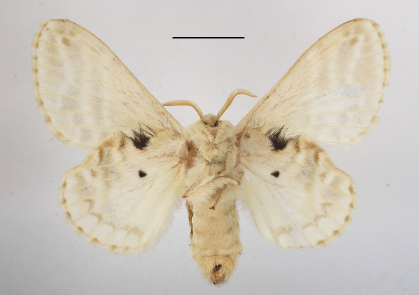 /filer/webapps/moths/media/images/M/magna_Eucraera_AF_MGCLb_01.JPG