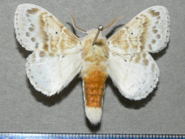 /filer/webapps/moths/media/images/M/magna_Eucraera_AM_Goff_01.JPG