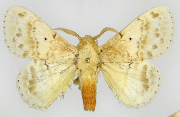 /filer/webapps/moths/media/images/M/magna_Eucraera_AM_MWM.jpg