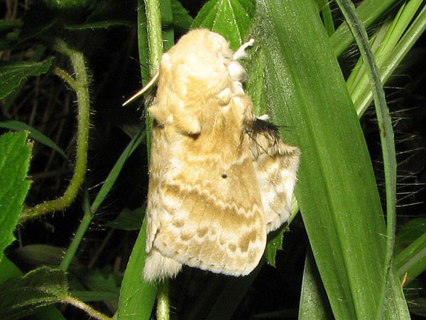 /filer/webapps/moths/media/images/M/magna_Eucraera_A_Goff.jpg