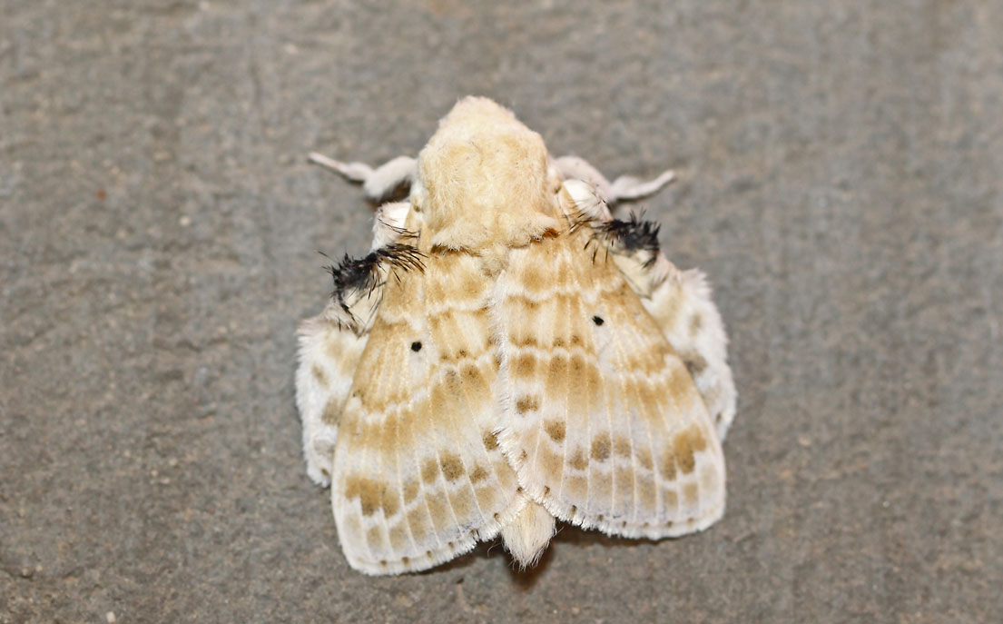 /filer/webapps/moths/media/images/M/magna_Eucraera_A_Voaden_01.jpg