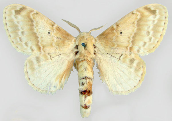 /filer/webapps/moths/media/images/M/magna_Eucraera_HT_ZMHB.jpg