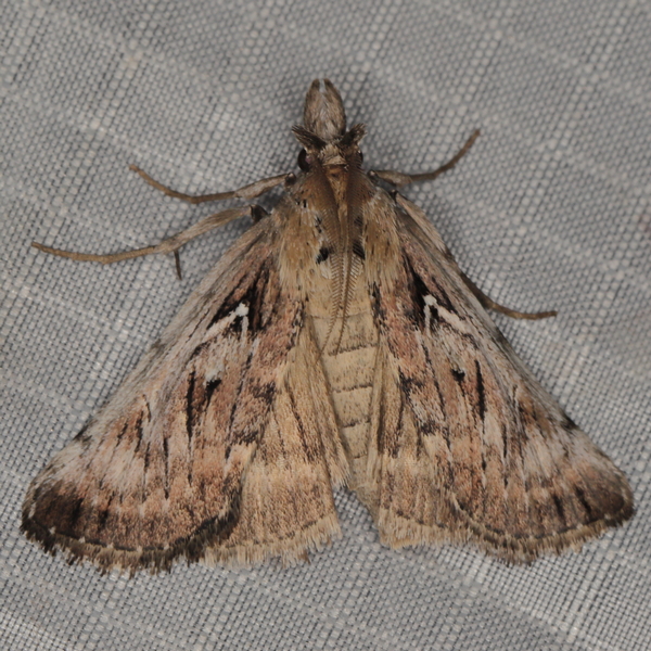 /filer/webapps/moths/media/images/M/magna_Islopha_A_Heyns_01.JPG