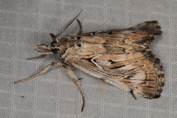 /filer/webapps/moths/media/images/M/magna_Islopha_A_Heyns_02.JPG