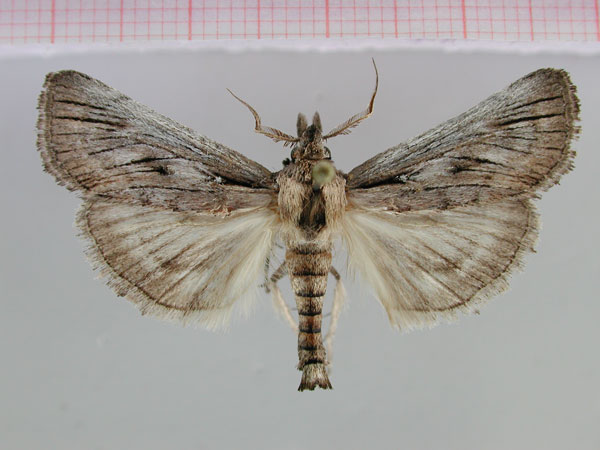 /filer/webapps/moths/media/images/M/magna_Isolopha_PT_ZMHB.jpg
