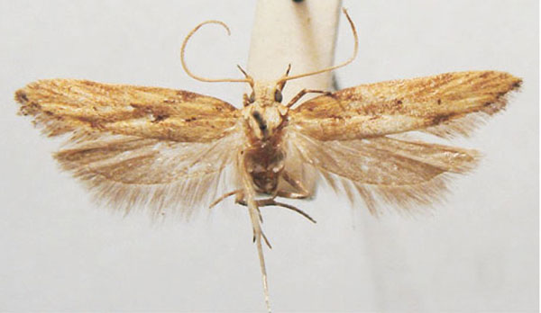 /filer/webapps/moths/media/images/M/magna_Leuronoma_HT_TMSA.jpg