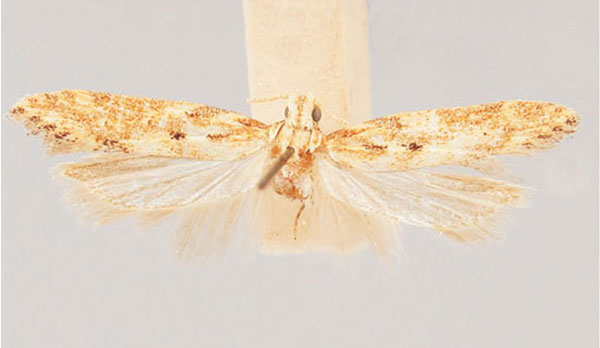 /filer/webapps/moths/media/images/M/magna_Leuronoma_PT_TMSA.jpg