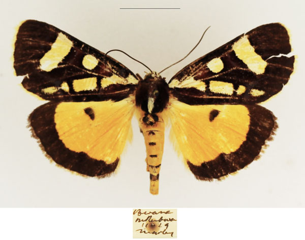 /filer/webapps/moths/media/images/M/magna_Mitrophrys_AF_TMSA_02.jpg